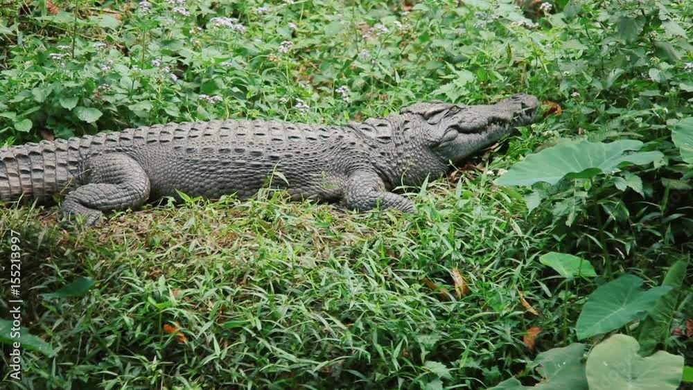 Asian crocodile in river bank at Khao Yai National Park. Thailand. Footage made at day.
Asian crocodile in river bank at Khao Yai National Park. Thailand. Footage made at day.
