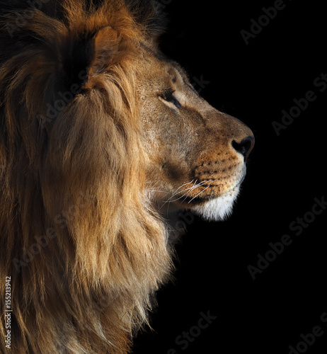 Lion's profile portrait view from right isolated at black