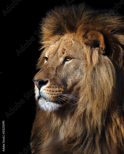 Lion s profile portrait isolated at black