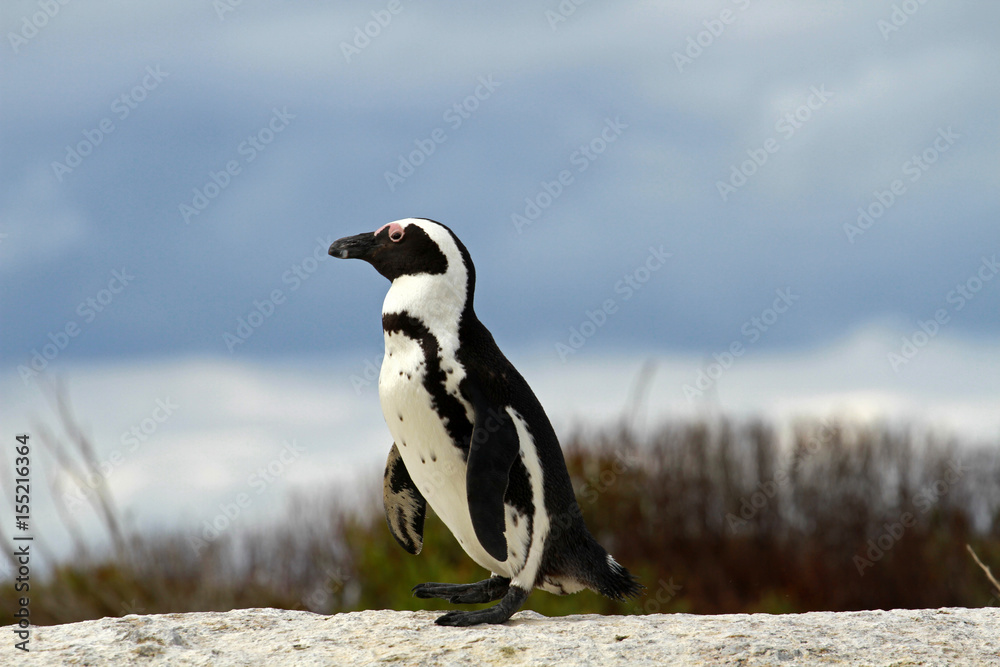 Obraz premium African penguin, Cape town, South Africa