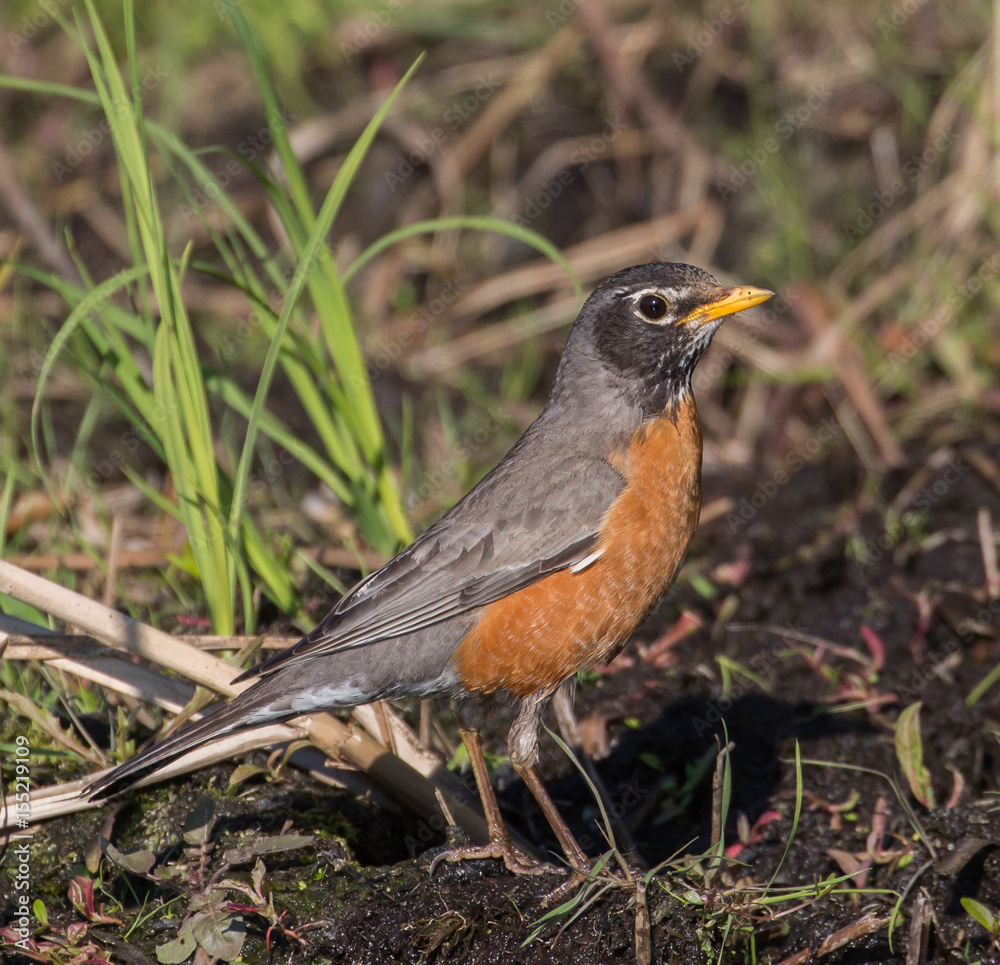 Fototapeta premium American Robin