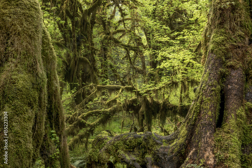 "Hall of Mosses", Hoh Rain Forest, Olympic National Park, WA