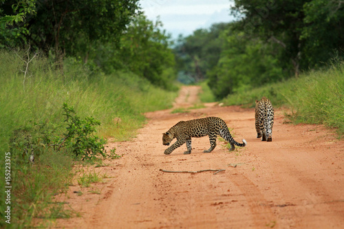 Leopards  Kruger National Park  South Africa