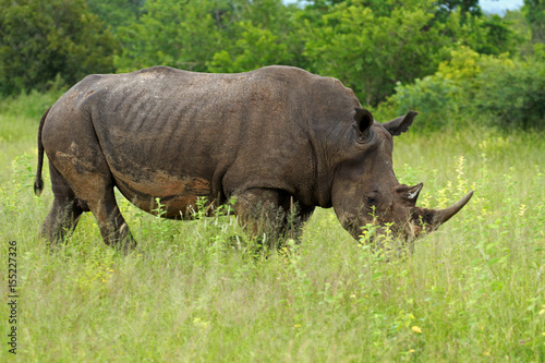 White rhinoceros  Kruger National Park  South Africa