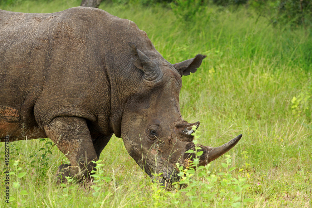 Obraz premium White rhinoceros, Kruger National Park, South Africa