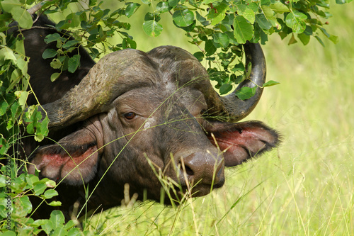 Buffalo, Kruger National Park, South Africa