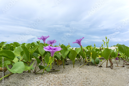 Goat’s foot creeper or Beach morning glory (Scientific Name : Ipomoea Pes-caprae) on beach with blue background.