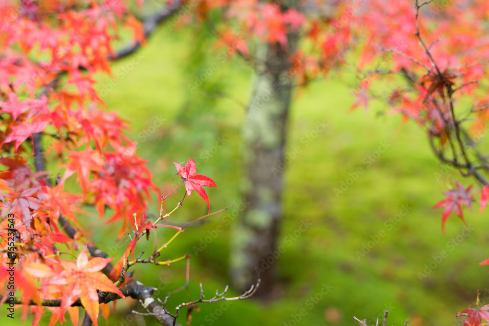 雨の中のカラフルな紅葉 Colorful autumn leaves in the rain 雨の中のカラフルな紅葉 Colorful autumn leaves in the rain