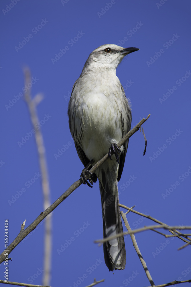 Bird on tree stump with blue sky in background Bird on tree stump with blue sky in background