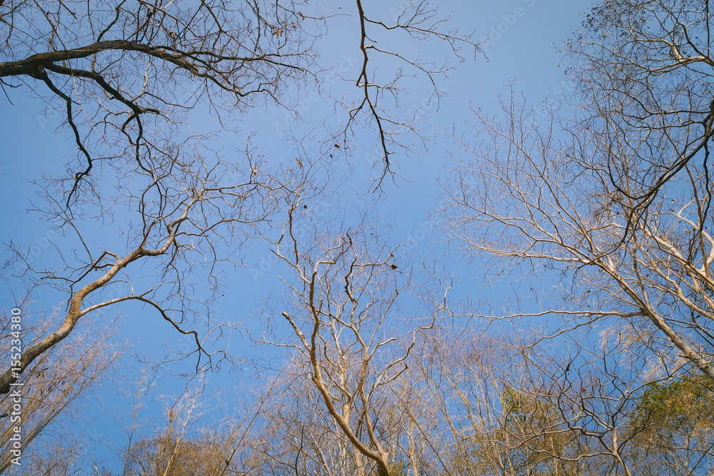 Upward view of tree in the forest in Phu Kradung, Thailand. Upward view of tree in the forest in Phu Kradung, Thailand.