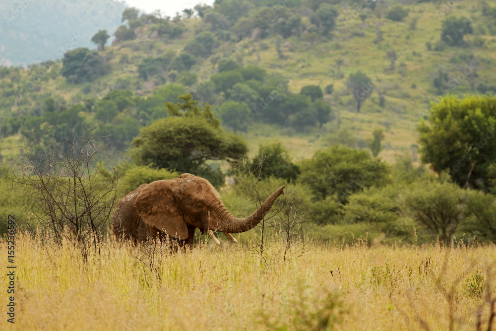 African elephant, Pilanesberg National Park, South Africa