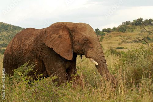 African elephant  Pilanesberg National Park  South Africa