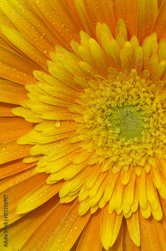 Closeup of a Yellow Gerbera flower with water droplets