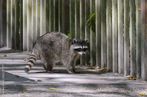 Canvas Print Common raccoon in Stanley Park, Vancouver, BC, Canada