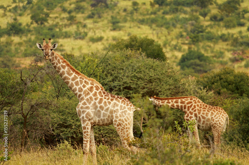 South African giraffe, Pilanesberg National Park, South Africa © bayazed