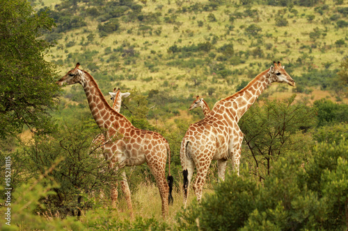 South African giraffe  Pilanesberg National Park  South Africa