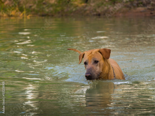 Brown Dog Swimming