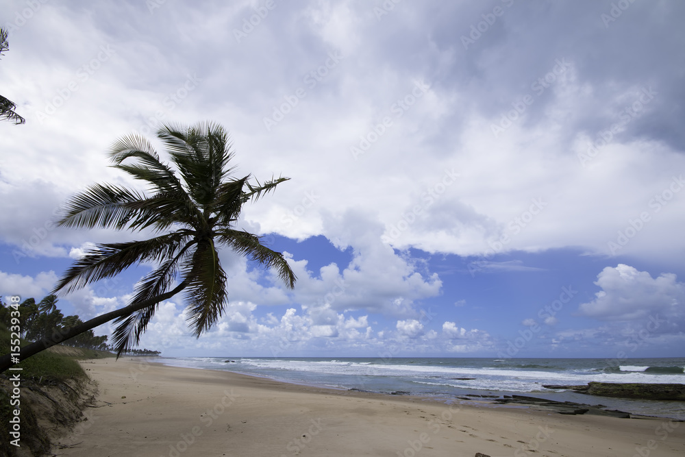 Lone coconut tree on tropical deserted beach