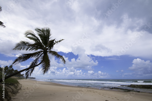 Lone coconut tree on tropical deserted beach