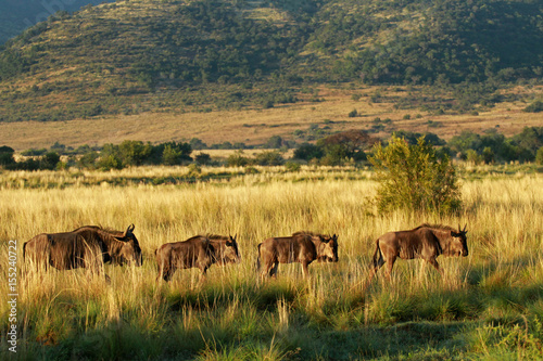 Blue wildebeest, Pilanesberg National Park, South Africa