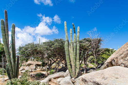 Cactus and Boulders in Aruba