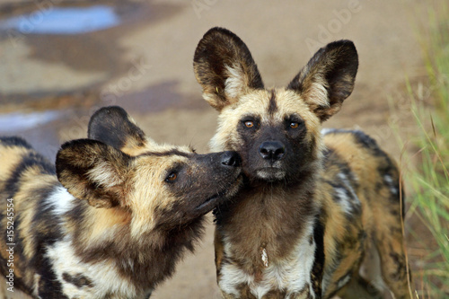 African wild dogs, Pilanesberg National Park, South Africa