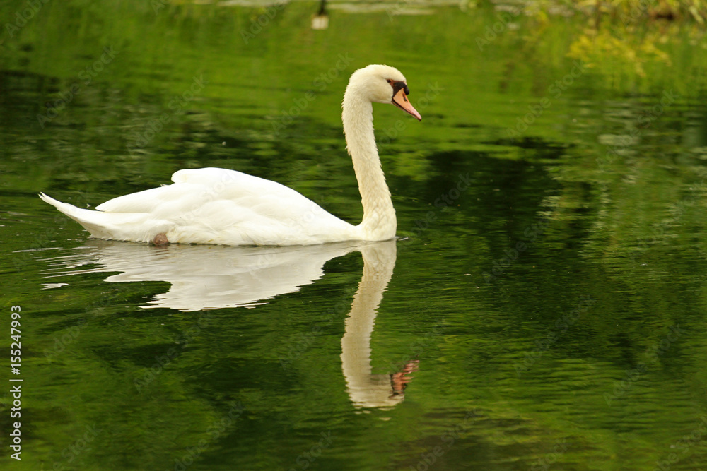 Swan, Sun City area, South Africa Swan, Sun City area, South Africa