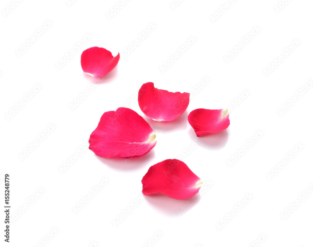 red  rose petals on white background