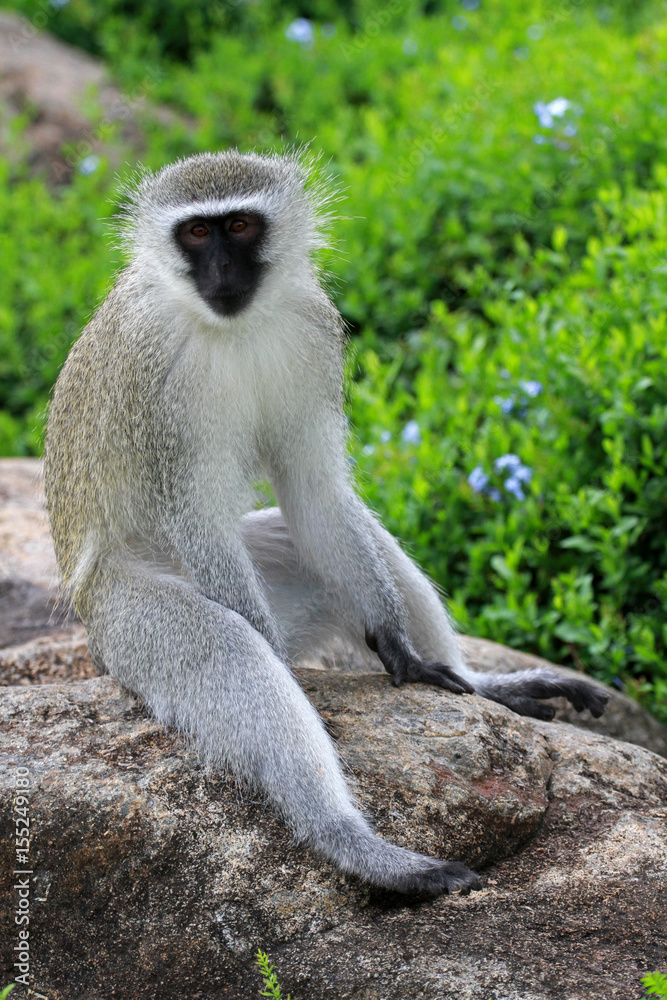 Vervet monkey, Sun City area, South Africa