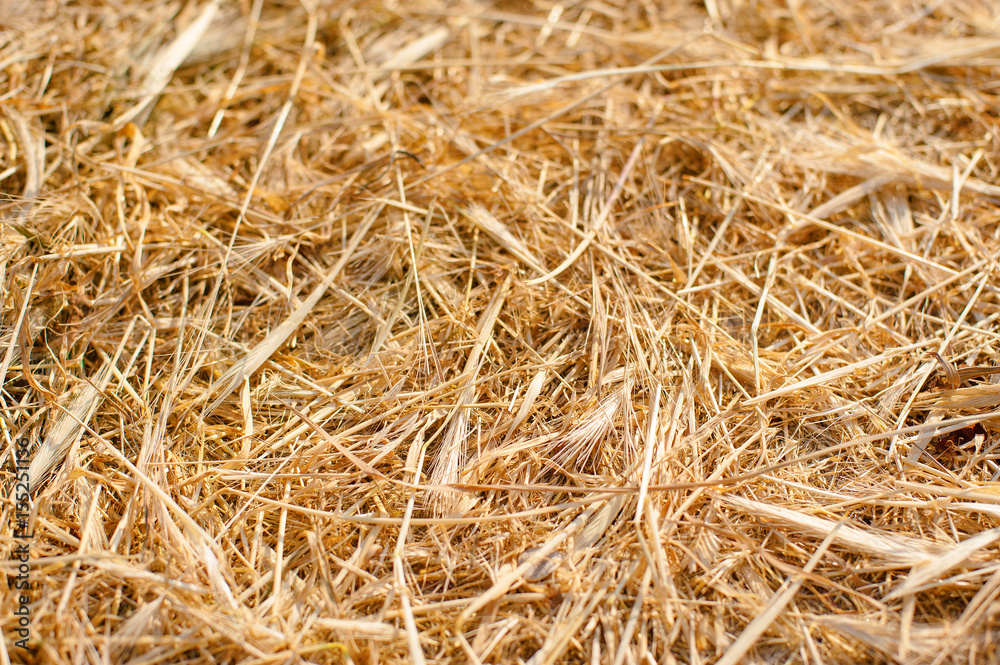 Dry yellow straw grass background texture after havest Dry yellow straw grass background texture after havest