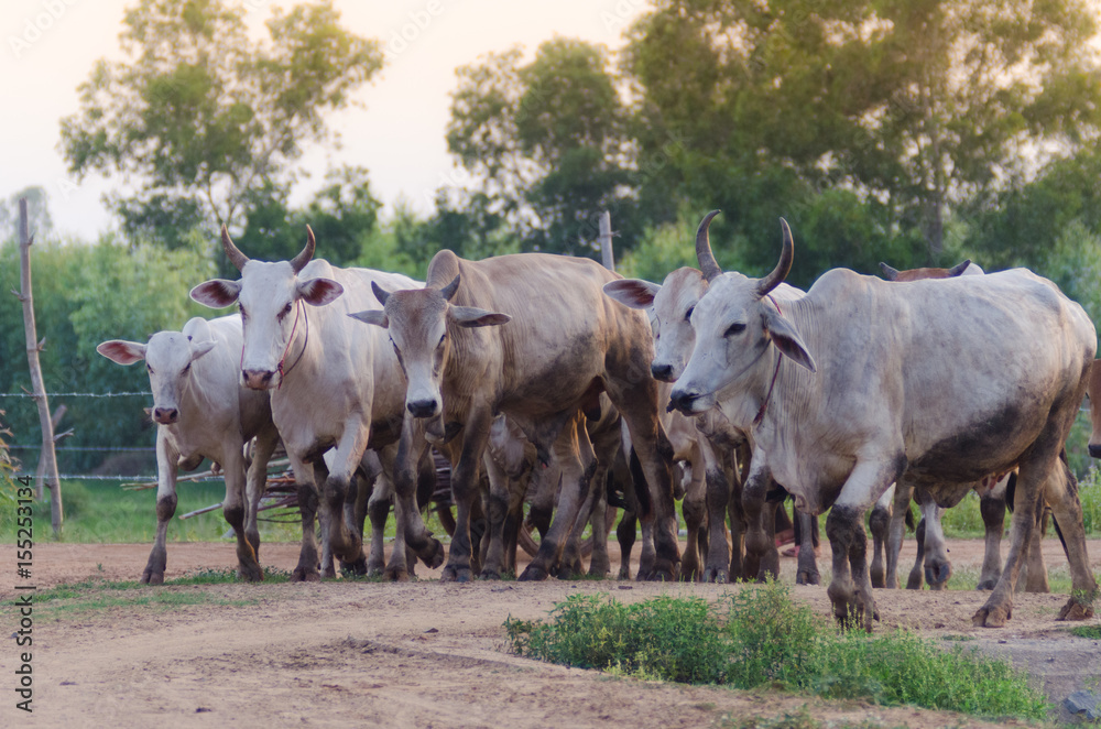 .The herd walked on the street heading for the farm's stable. Evening near dusk .The herd walked on the street heading for the farm's stable. Evening near dusk