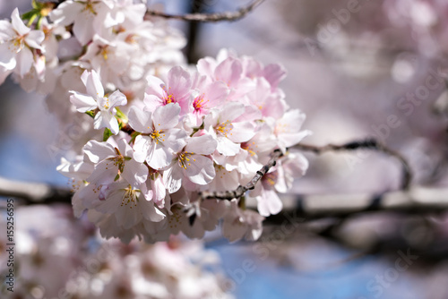 Cherry Blossoms