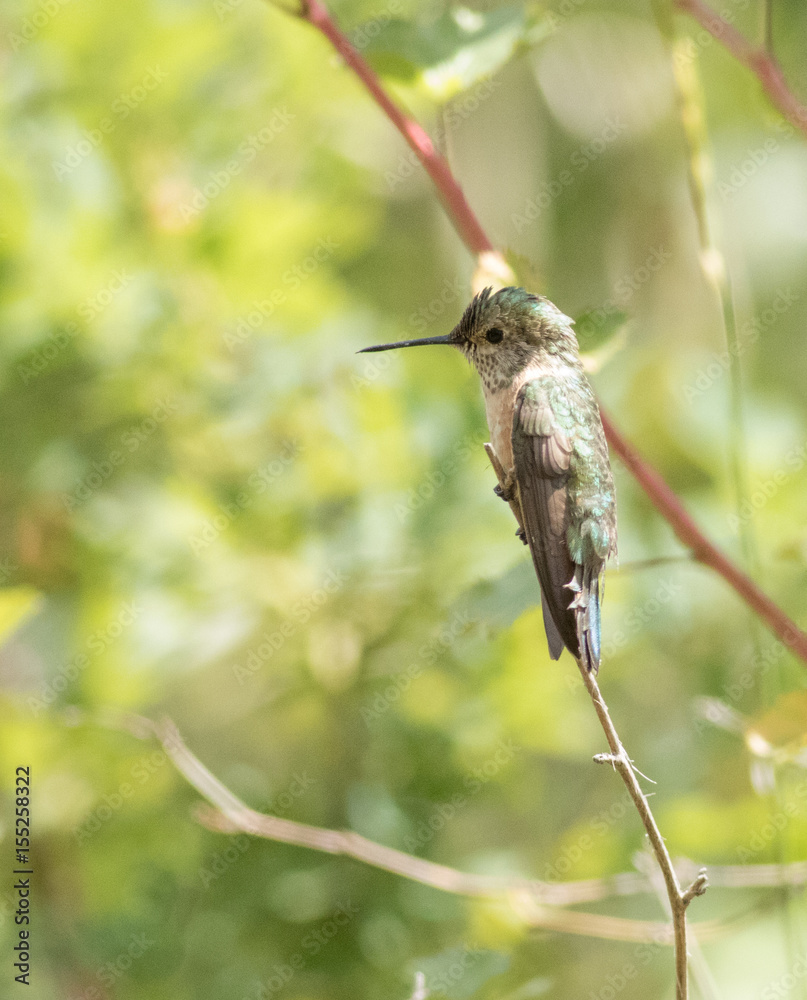 Fototapeta premium Broad tailed hummingbird