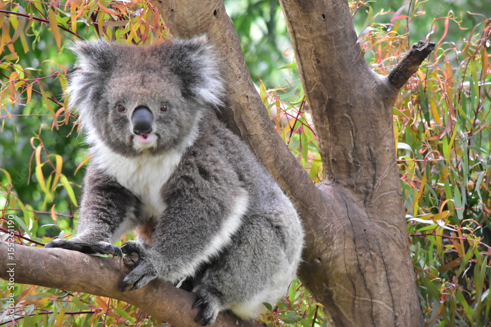 Fototapeta premium Koala