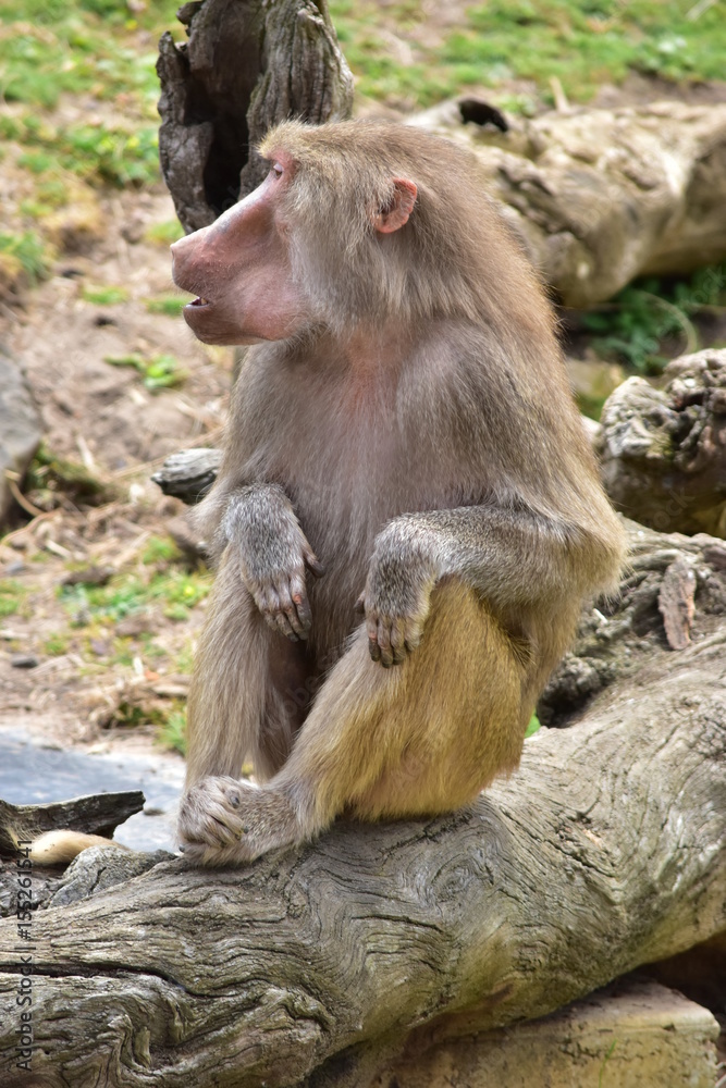 Macaque Macaque