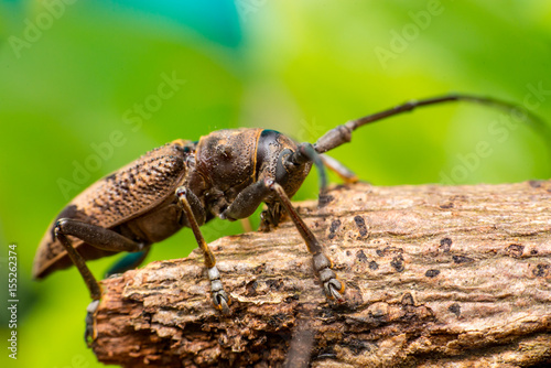 Right view of brown Spined Oak Borer Longhorn Beetle (Arthropoda: Insecta: Coleoptera: Cerambycidae: Elaphidion mucronatum) crawling on a tree branch isolated with buttery, smooth, green background © naaimzerox2