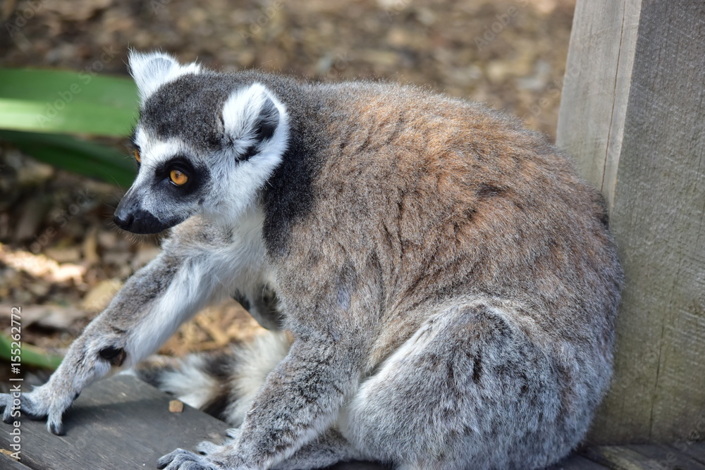 Lemur Lemur