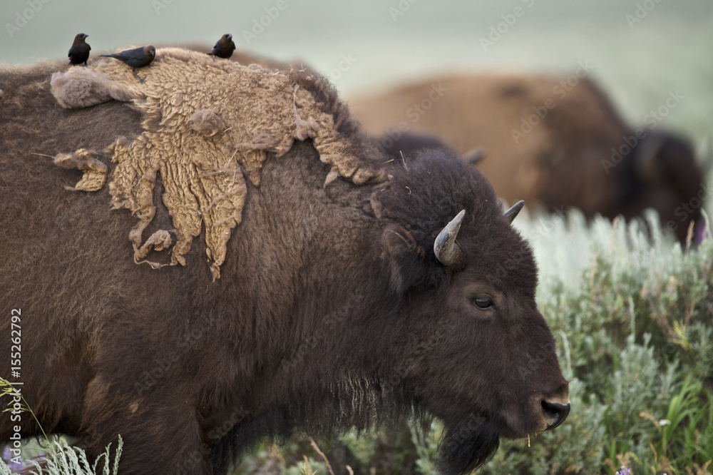 Fototapeta premium American Bison (Bison bison) Grand Teton NP, Wyoming