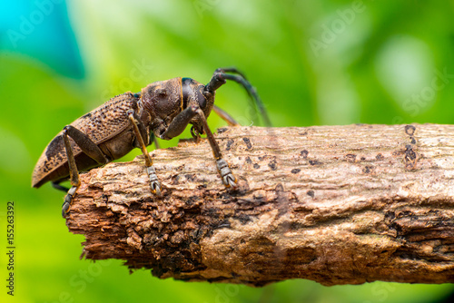 Right view of brown Spined Oak Borer Longhorn Beetle (Arthropoda: Insecta: Coleoptera: Cerambycidae: Elaphidion mucronatum) crawling on a tree branch isolated with buttery, smooth, green background photo