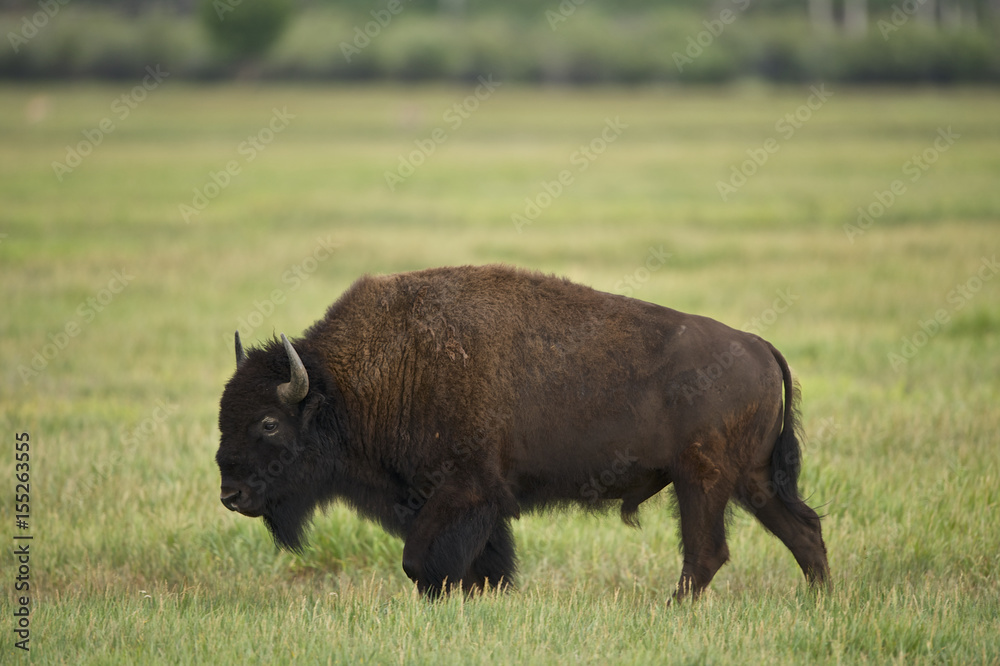 American Bison (Bison bison) Grand Teton NP, Wyoming American Bison (Bison bison) Grand Teton NP, Wyoming