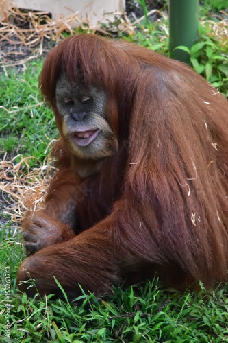 Smiling Orangutang
