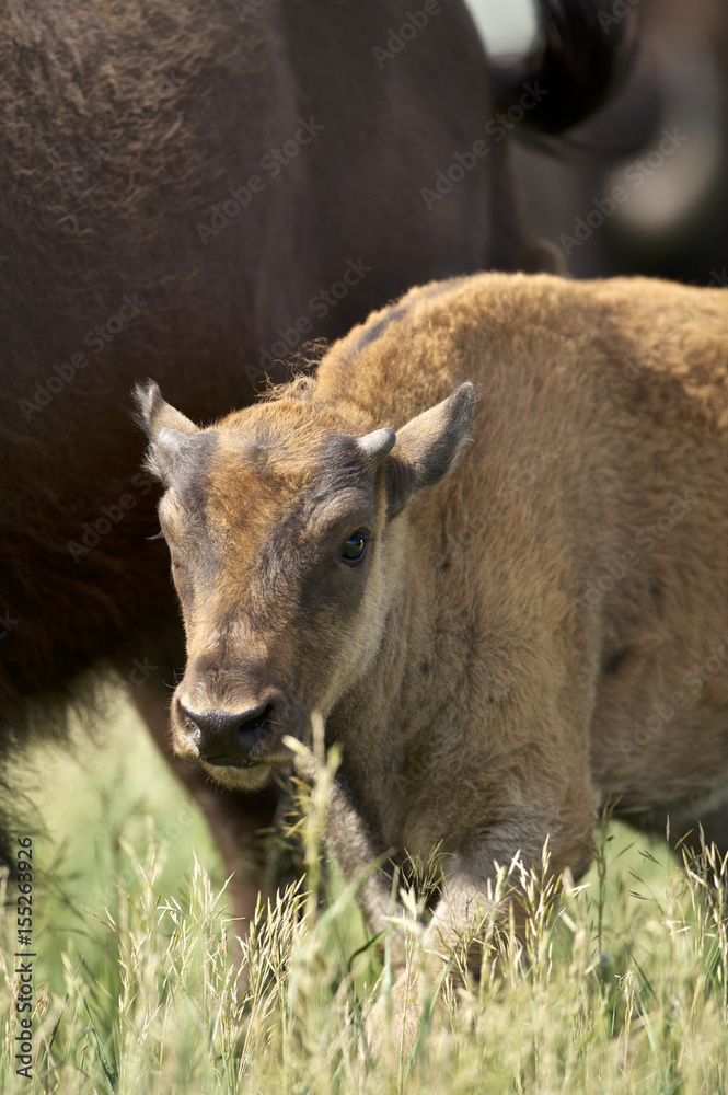 Fototapeta premium American Bison (Bison bison) Grand Teton NP, Wyoming