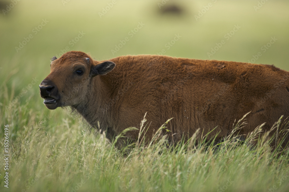 Fototapeta premium American Bison (Bison bison) Grand Teton NP, Wyoming