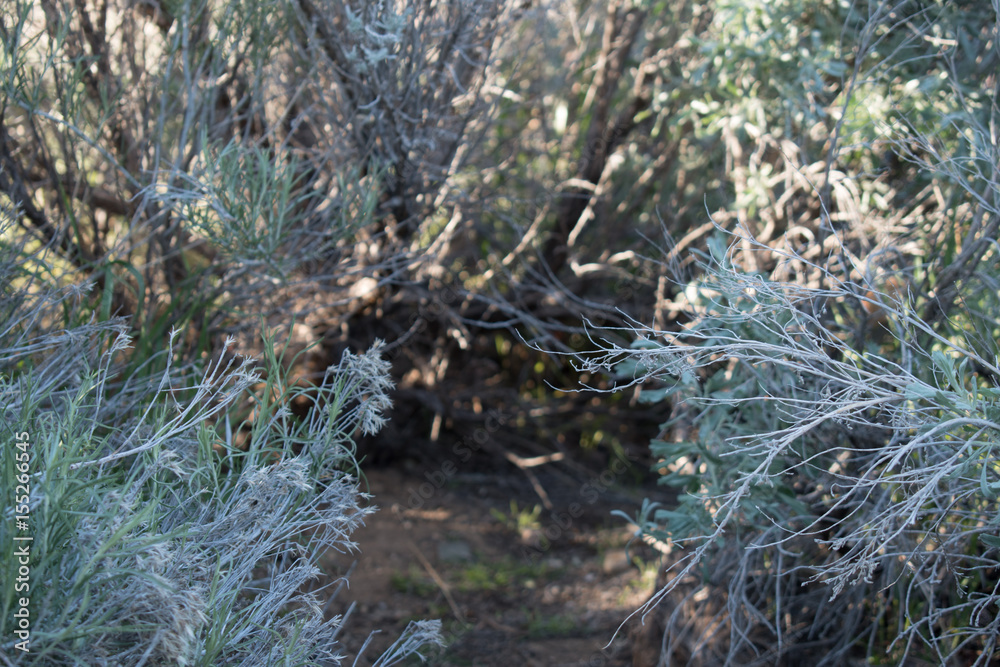 Sagebrush Sagebrush