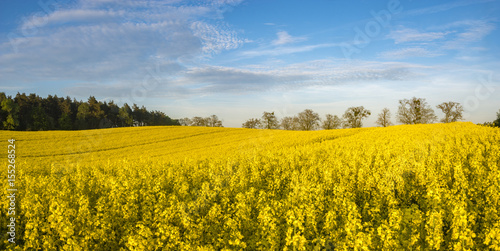 yellow, blooming canola field-panorama