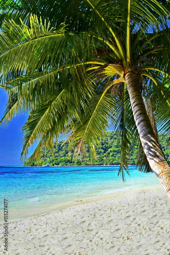 coconut tree on the white sand beach on the island in a sunny day with blue water and blue sky.
