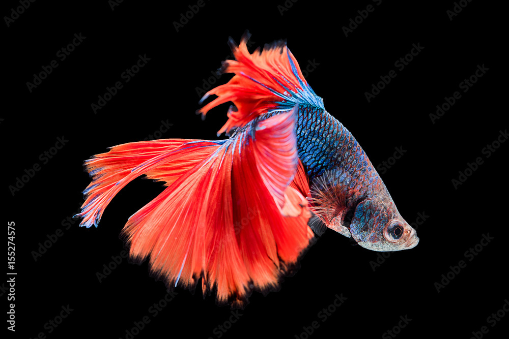 Siamese fighting fish