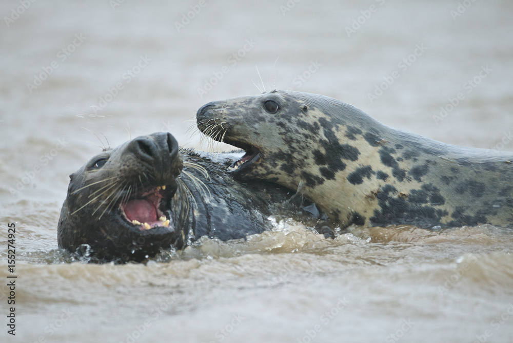 Obraz premium Grey seals, male and female (Halichoerus grypus), in the shore break at Donna Nook, Linconshire, UK