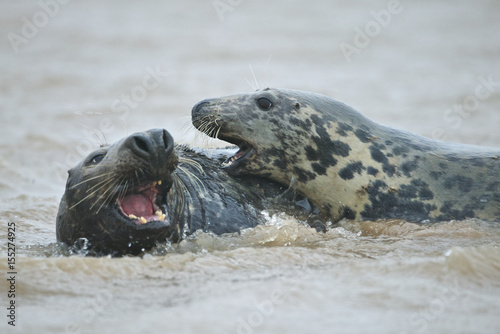 Grey seals, male and female (Halichoerus grypus), in the shore break at Donna Nook, Linconshire, UK © Enrique