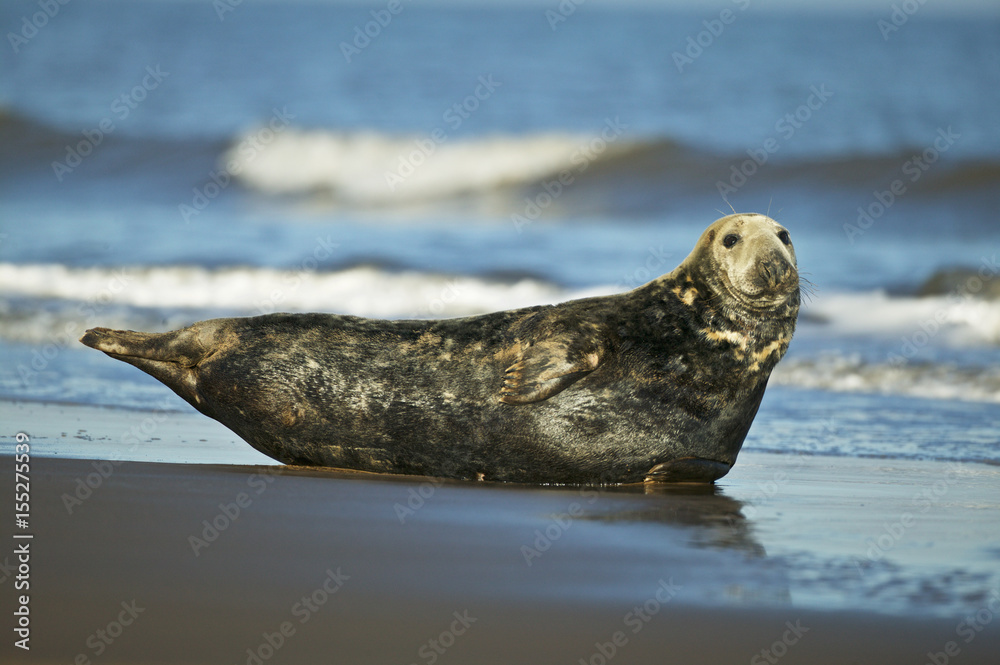 Fototapeta premium Grey Seal male in the shore break (Halichoerus grypus) at Donna Nook UK